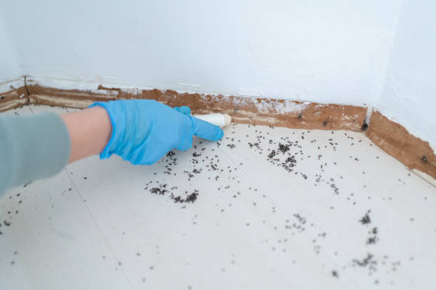 Best Affordable Pest Control Services  in Belding, MI